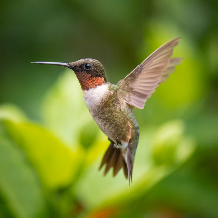 Hummingbird
