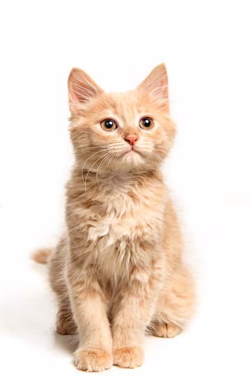 Cat Icon